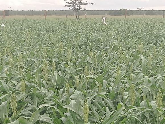 Fodder Production in Kenya: Strengthening Livestock Farming Through Sustainable Feed Systems