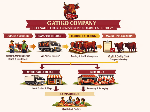 Gatiko Company: From Pasture to Market – A Story of Quality Beef Production